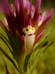Castilleja densiflora densiflora