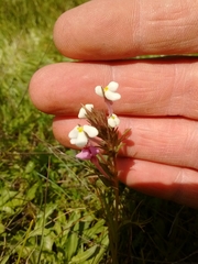 Triphysaria versicolor