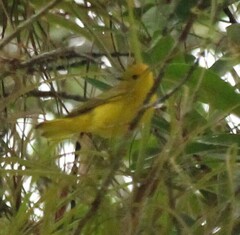 Setophaga petechia image