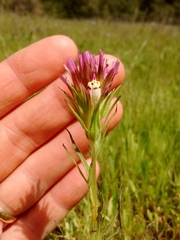 Castilleja densiflora densiflora