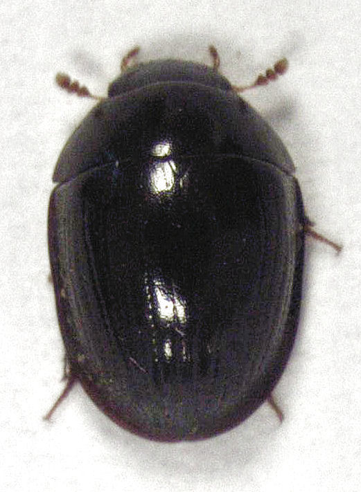 Dactylosternum