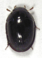 Dactylosternum marginale