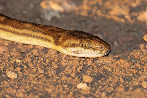 Children's Pythons sighting