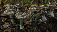 Thaxterogaster rhipiduranus