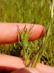 Castilleja densiflora densiflora