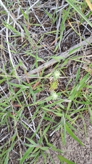 Ceratocephala testiculata