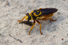 Laphria saffrana