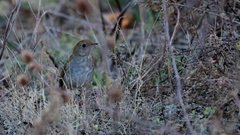 Catharus occidentalis