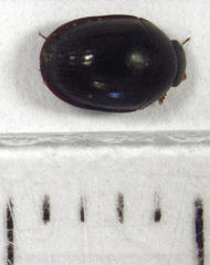 Dactylosternum marginale