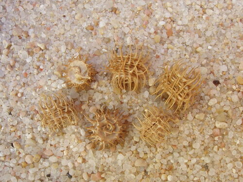 Medicago arabica iNat (3)