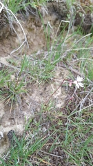 Lithophragma