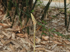 Erythrodes