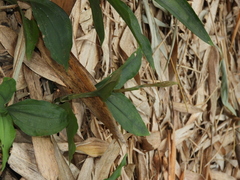 Erythrodes