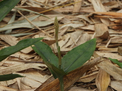 Erythrodes