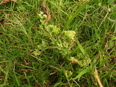 Cnidium monnieri