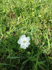 Callirhoe alcaeoides