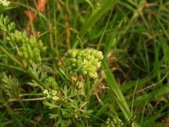 Cnidium monnieri