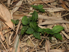 Erythrodes
