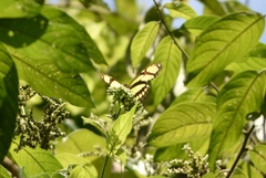 Philaethria diatonica