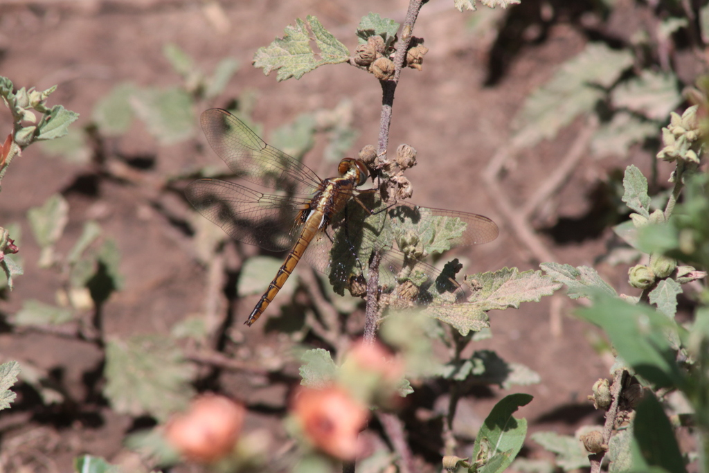 Tauriphila risi