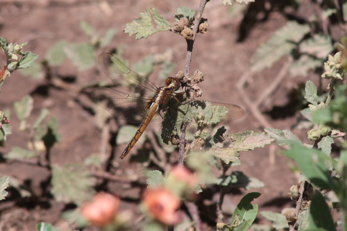 Tauriphila risi