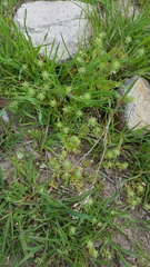 Ceratocephala testiculata