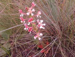 Zaluzianskya microsiphon