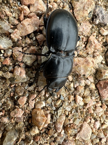 California Warrior Beetle photo 6