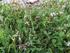 Trifolium variegatum