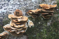 Metuloidea rhinocephala