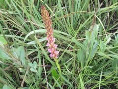 Satyrium neglectum