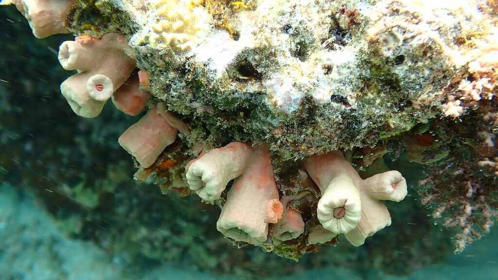 Cladopsammia gracilis