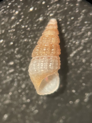 Bittiolum varium (L.Pfeiffer, 1840)