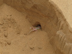 Pachydactylus rangei