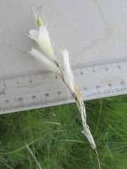 Dierama argyreum