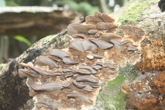 Metuloidea rhinocephala