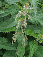 Urtica dioica dioica