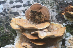 Metuloidea rhinocephala