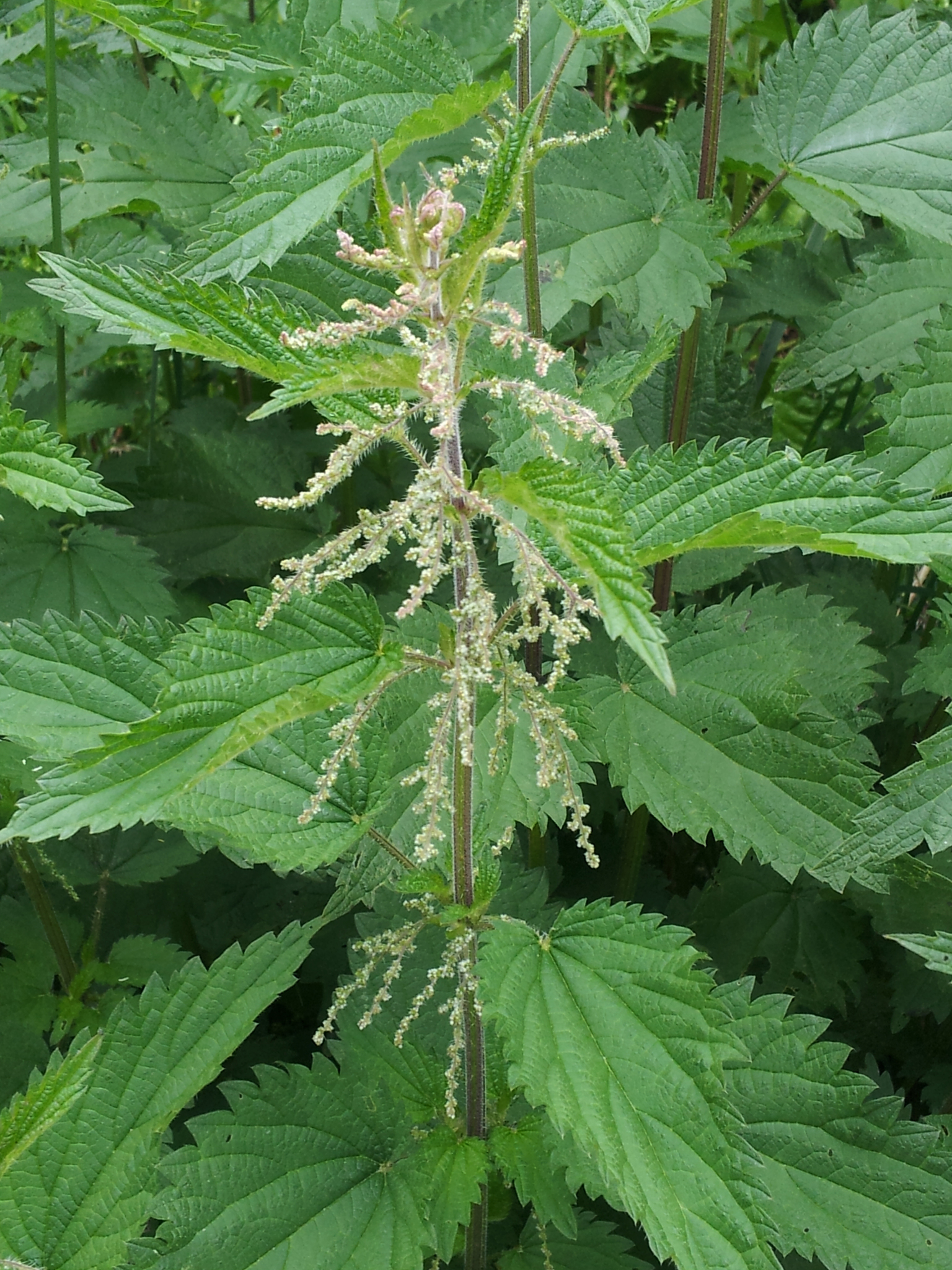 Urtica dioica ssp. dioica