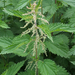 Great Nettle - Photo no rights reserved, uploaded by Peter de Lange