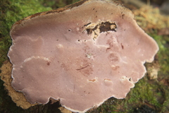 Rhodofomitopsis feei