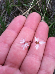 Lithophragma glabrum