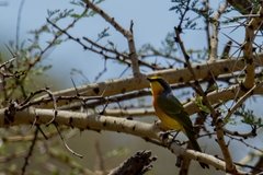 Telophorus sulfureopectus