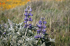 Lupinus excubitus