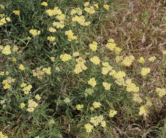 Achillea × submicrantha