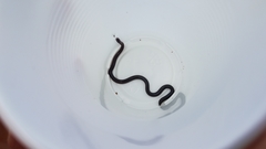Typhlopidae