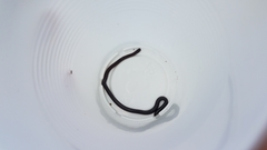 Typhlopidae