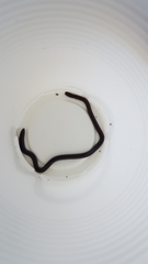Typhlopidae