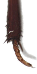 Dactylosternum marginale
