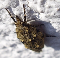 Diurnea fagella